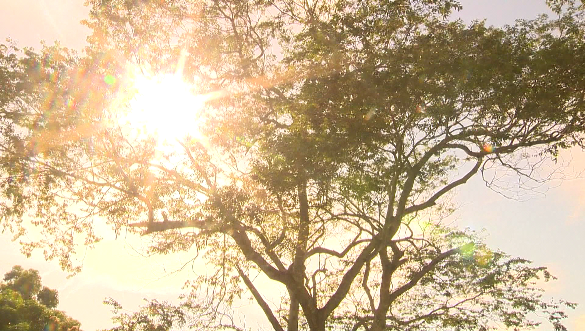 Termômetros devem se aproximar dos 40ºC até o fim de semana |