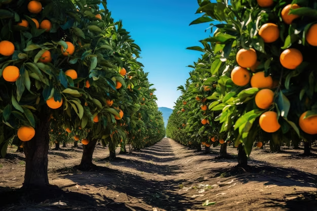 Relatório semestral de plantas cítricas é obrigatório |