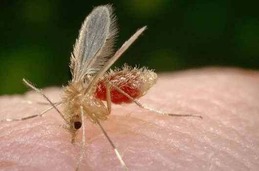 Mosquito-palha, transmissor da leishmaniose